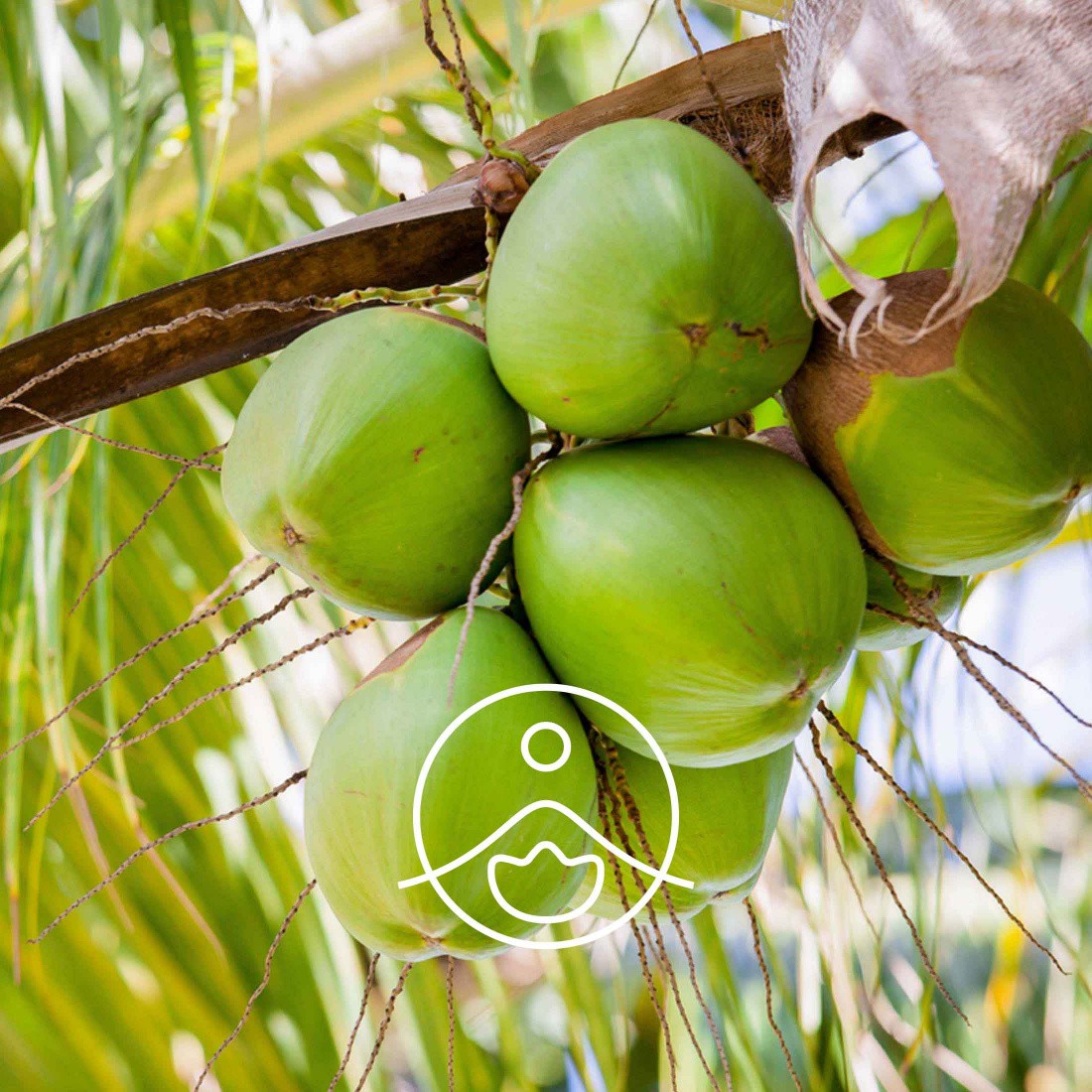 Huile de noix de coco désodorisée - Bio - 500 ml - Purasana