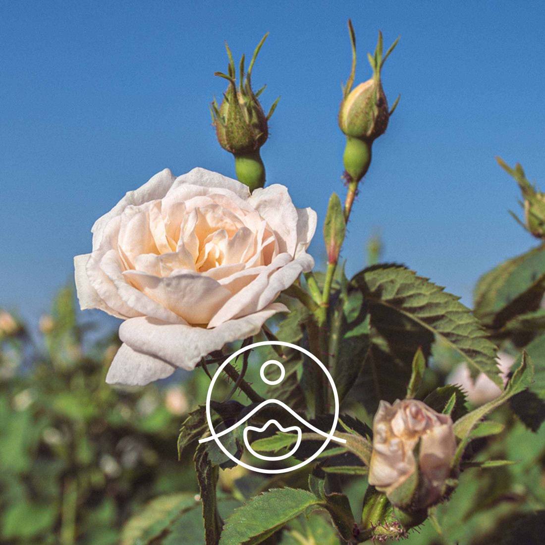 White Rose Otto- Rosa alba essential oil- 100% Rose oil- Rose