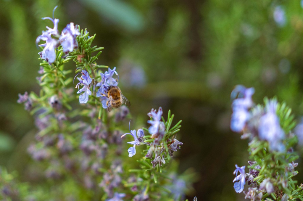 The Different Types of Rosemary Essential Oil