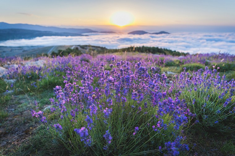 Different Types of Lavender