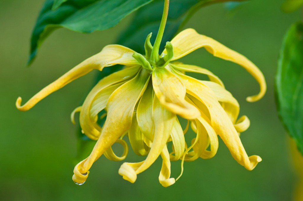 Organic Ylang Ylang: Extra or Complete?