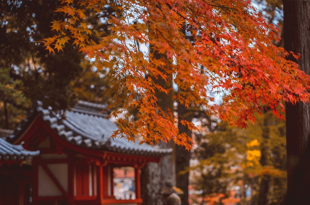 Nos remèdes naturels contre les petits maux de l'automne