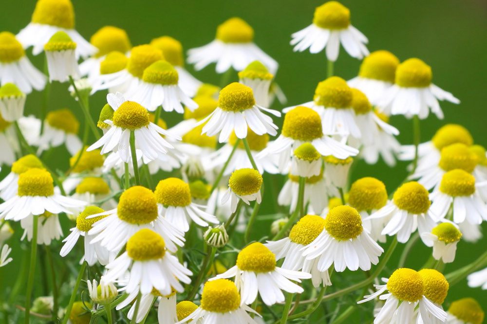 Organic German Chamomile Hydrosol