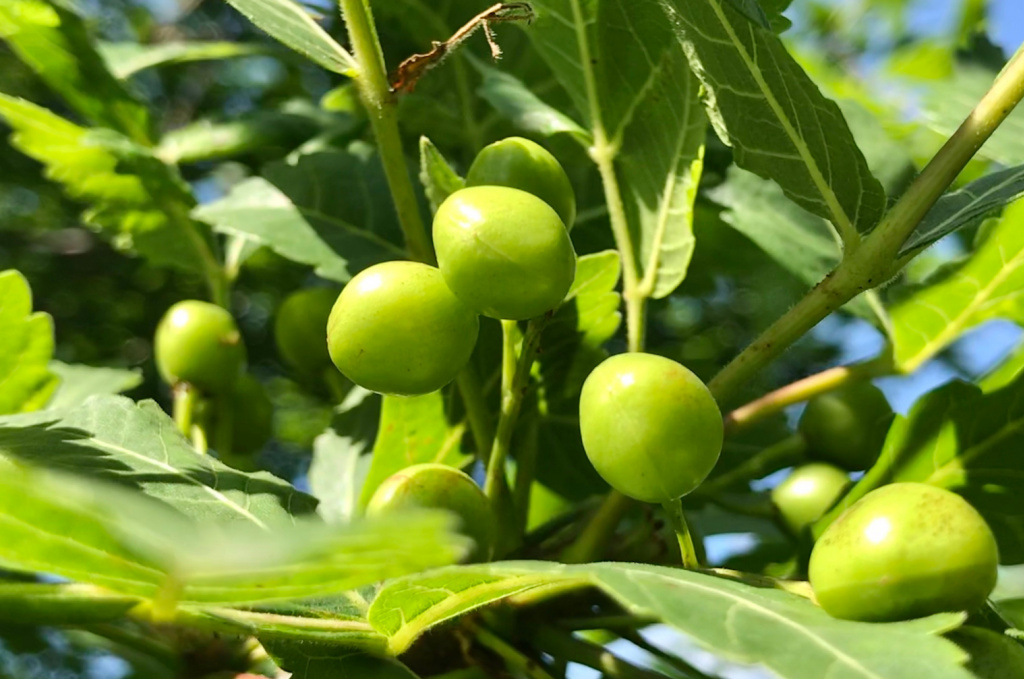 Palo Santo Fruit Essential Oil