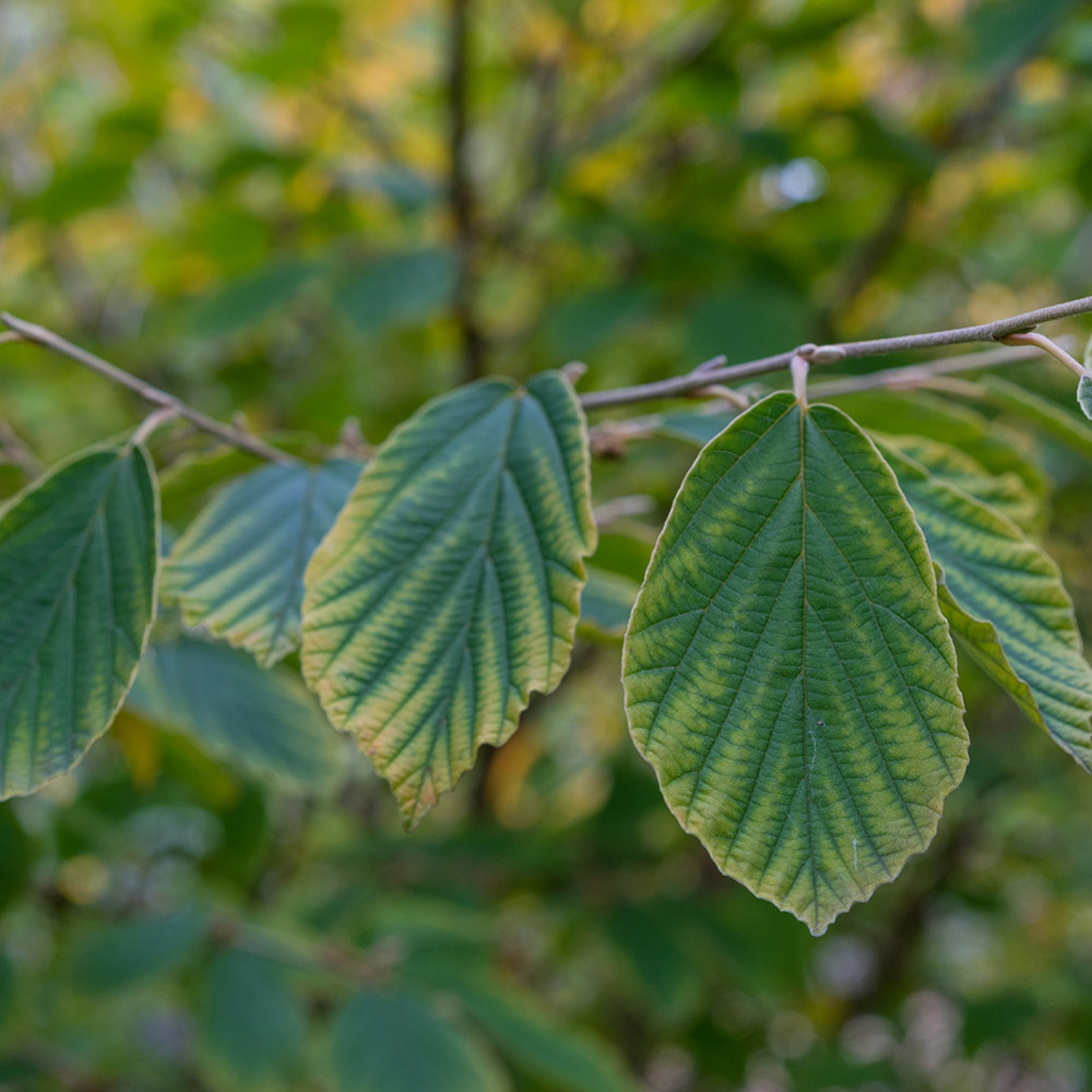 Organic Hamamelis (Witch Hazel) Hydrosol