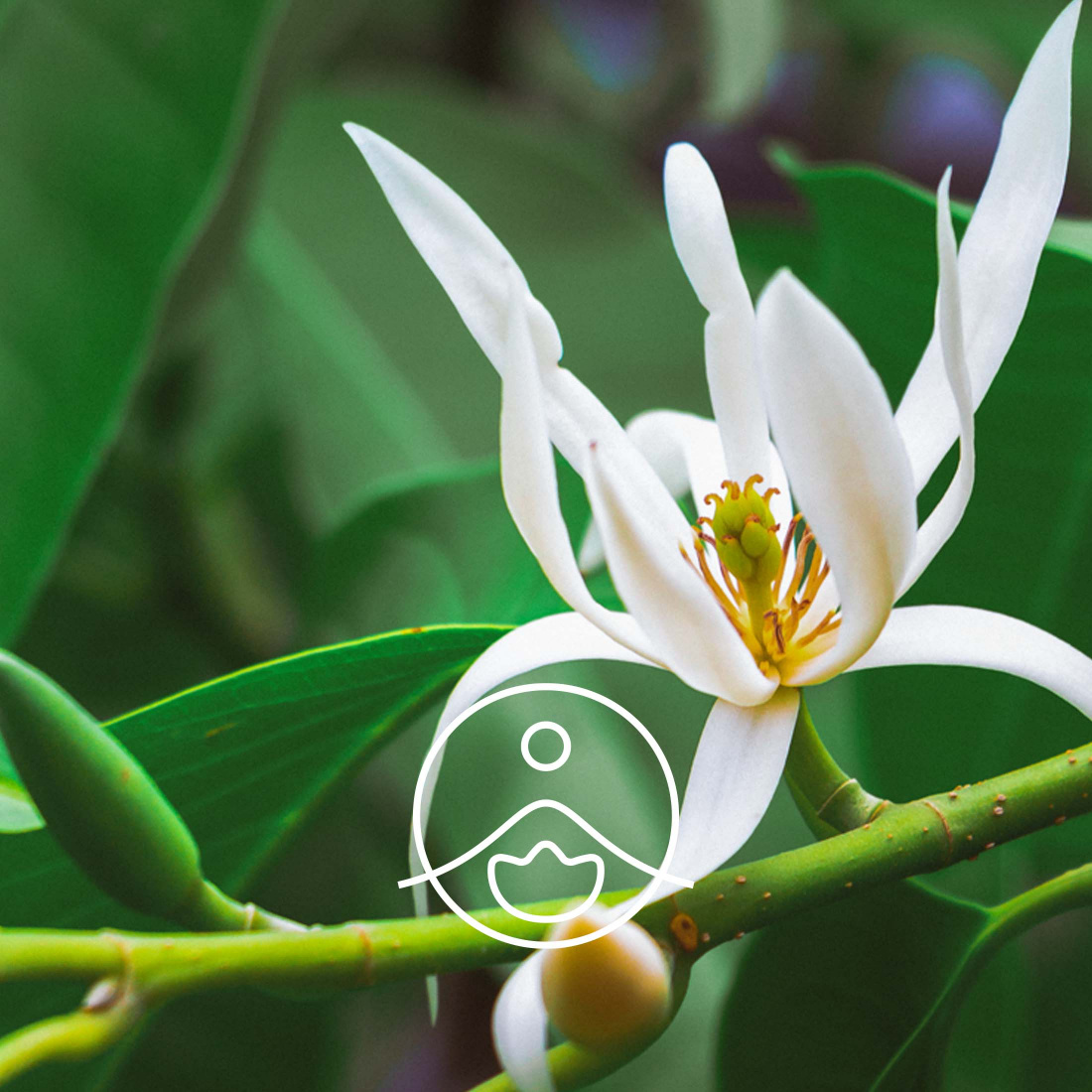 Plant Therapy Magnolia Flower Essential Oil 2.5 mL (1/12 oz) 100% Pure,  Undiluted, Therapeutic Grade