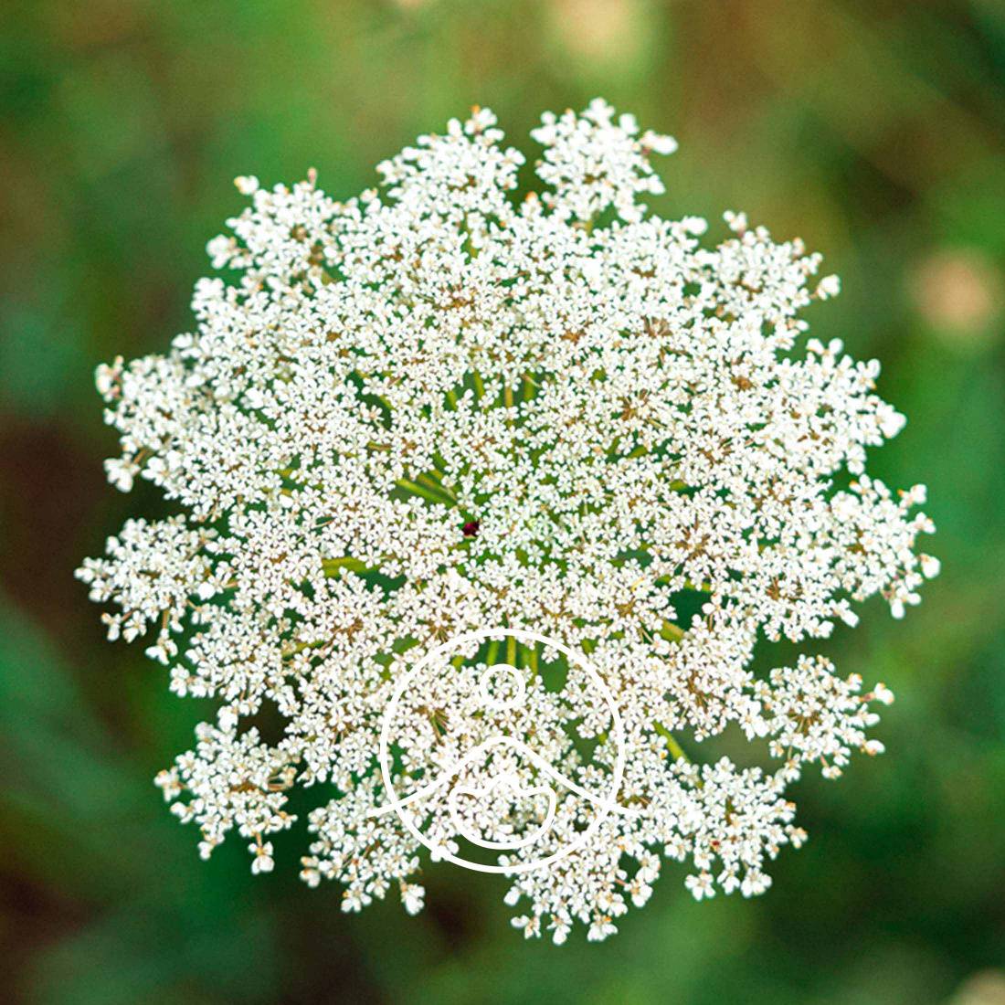 Wild Carrot Seed Essential Oil - Mountain Girl Essentials®