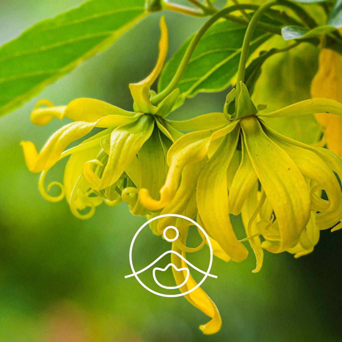 Organic Complete Ylang-Ylang Essential Oil - Born to Bio - Born to Bio