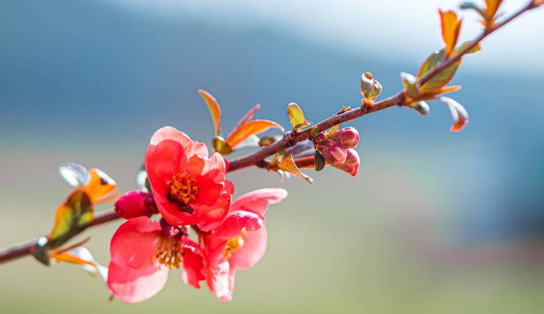 Cherry Plum Blossom Hydrosol