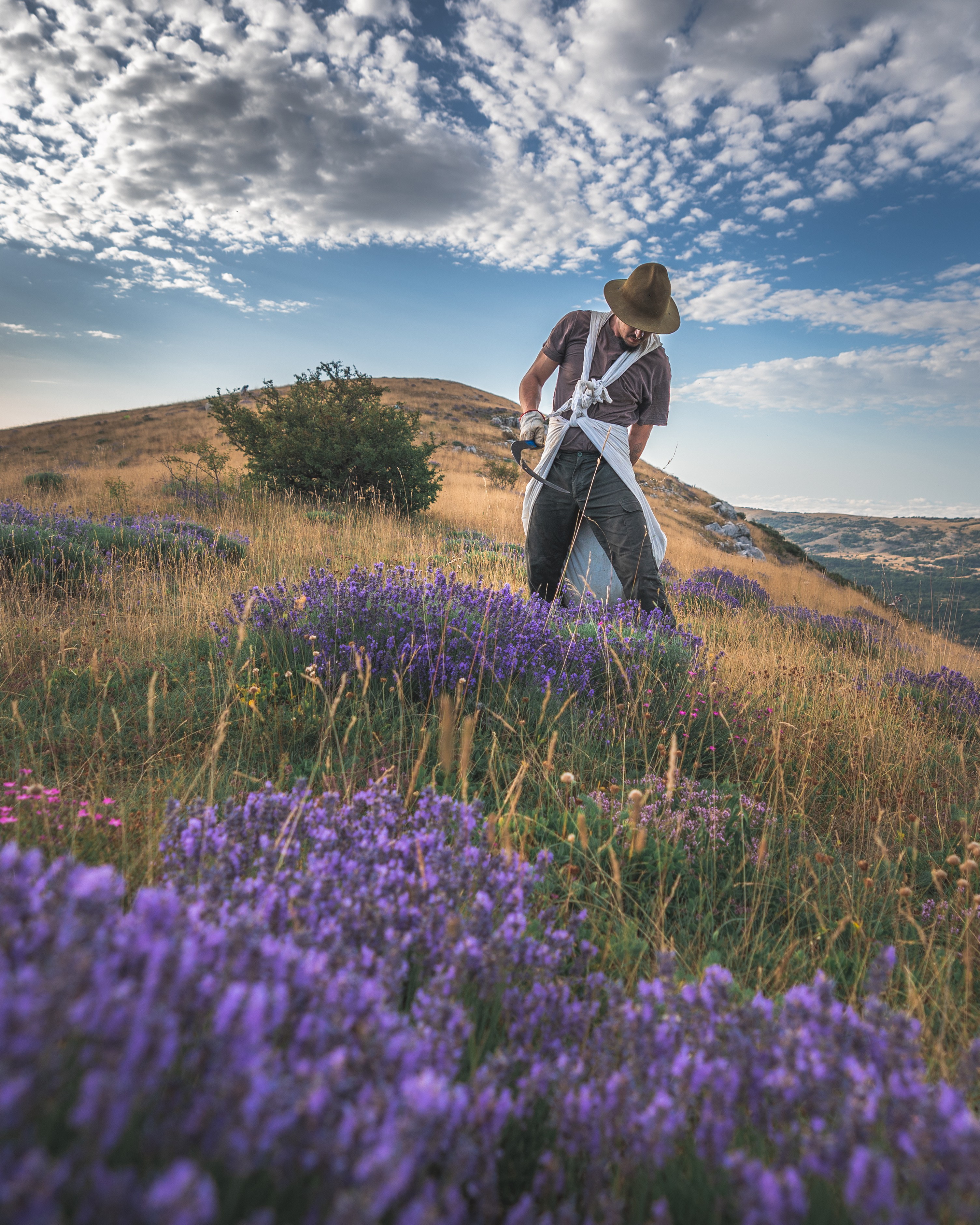 About the Wild Lavender